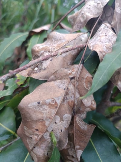 The image captures a close-up of desiccated brown leaves on a plant, located in Sindangasih, Indonesia. Several prominent brown leaves, curled and brittle in appearance, are visible. These leaves exhibit extensive white and light brown mottled discoloration, consistent with advanced decay or fungal infection, along with scattered small, dark spots. A thin, reddish-brown branch, partially covered with pale green lichen, diagonally crosses the scene. Vibrant green, healthy leaves are interspersed among the dried foliage and form the out-of-focus background. No people or specific actions are depicted.