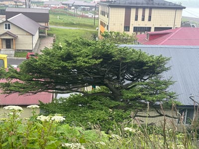 The image depicts a residential area in Kuril'sk, Russia, characterized by a mix of building styles and lush vegetation. In the foreground, dense green foliage, including what appear to be large, leafy plants and white flowers, partially obscures the view of the surrounding structures. Dominating the center of the frame is a large, mature evergreen tree with sprawling branches that cast shadows over the scene.

Behind the tree, several buildings are visible. To the left, a two-story house with a light-colored brick exterior and a brown metal roof stands adjacent to another building with a similar brick facade and a dark brown roof. Further back, a multi-story building with a beige and brown exterior, featuring a modern design with prominent vertical elements and numerous windows, is visible. To the right, a building with a striking red metal roof is partially obscured by the evergreen tree. In the background, the landscape transitions to rolling green hills, with a scattering of smaller buildings and infrastructure, suggesting a moderately developed urban or semi-urban environment. The overall impression is one of a community integrated with nature, with a somewhat overcast sky indicating a temperate climate.