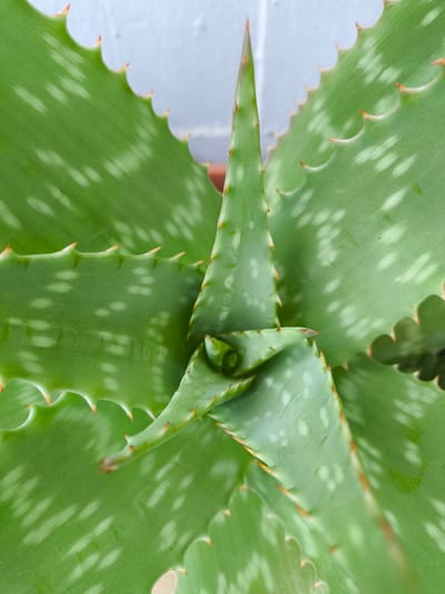 A close-up, overhead shot of an aloe vera plant is presented. The plant's succulent, green leaves are prominent, with their serrated edges and white speckles clearly visible. The central leaves spiral inwards, forming a natural, organic shape. The background is a pale, textured wall. The image does not contain any people, actions, or interactions. The location is not discernible from the image, and therefore cannot be specified as being in Pomezia, Italy.