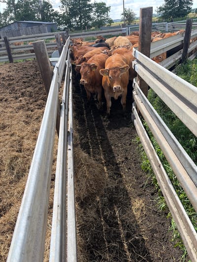 In Witnica, Poland, a herd of cattle is being moved through a metal chute. The cattle are primarily reddish-brown in color and appear to be of a beef breed. They are standing closely together, with some looking directly at the camera. The ground within the chute is a mixture of mud and straw, indicating a farm or ranch environment. The chute itself is constructed of sturdy metal panels, designed to contain and guide the animals. In the background, a rustic wooden shed or barn is visible, along with trees and a cloudy sky. The overall scene suggests a routine agricultural activity, such as sorting or transferring livestock.