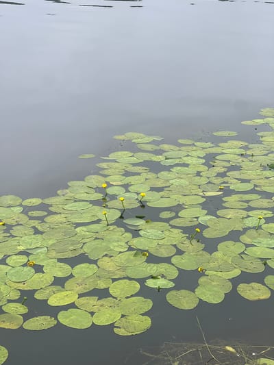 A vertical, high-angle, full shot captures a dense covering of water lily pads on the surface of a calm body of water. The water is dark grey and reflects the overcast sky. Scattered among the round, green lily pads are several bright yellow water lily buds, most of which are closed. A few of the lily pads show signs of wear, with some frayed edges and darker spots. The scene is located in Skirvytė, Lithuania, with the water likely being part of the Curonian Lagoon or a connected waterway. The overall impression is one of natural tranquility, characteristic of a wetland environment.