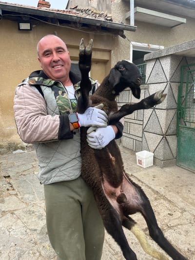 In Hrishteni, Bulgaria, a man holds a black lamb on its back. The man is middle-aged with short hair and is smiling. He is wearing white gloves, a camouflage jacket, and olive green pants. The lamb is small and has black fur, with some lighter patches on its legs. The background includes a concrete building and a metal gate.