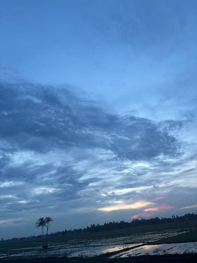 The image captures a landscape scene in Cutneuheun, Indonesia. Two palm trees are visible in the lower portion of the frame. Beyond the trees, a rice paddy field stretches horizontally. The sky occupies a large portion of the image, exhibiting a mix of blue and grey clouds, with hints of orange and yellow near the horizon, indicating either sunrise or sunset. The scene overall suggests a quiet, rural setting.