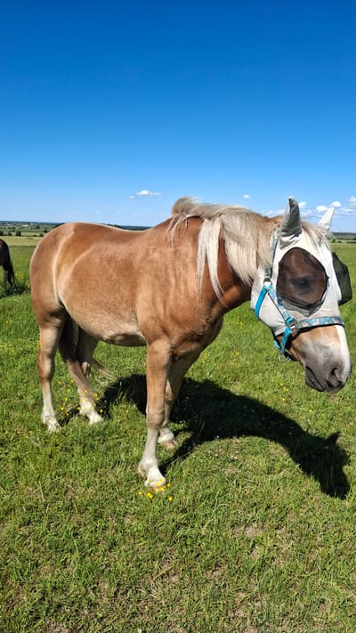 In a sunlit, grassy field in Kaporskoe, Russia, a light brown horse stands facing right, its body angled slightly away from the camera. The horse is wearing a white fly mask with black mesh over its eyes and ears, and a blue and patterned halter. The horse has a light-colored mane and tail, with white markings on its lower legs. Small yellow flowers are scattered in the green grass around the horse's feet. In the background, a blue sky with scattered white clouds stretches over a distant, treeline horizon. Another dark-colored horse is partially visible in the far left of the image. The overall scene depicts a tranquil moment in a rural setting.