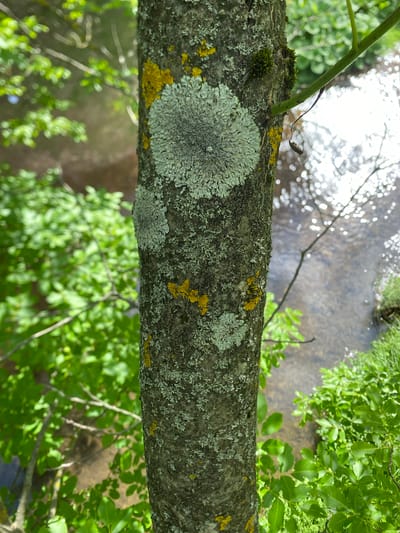 The image displays a close-up of a tree trunk covered in lichen and moss, positioned outdoors in a natural setting. The tree trunk is rough and grey, with patches of pale green, grey, and yellow lichen. Two circular growths of lighter green lichen are prominent on the trunk. Yellow patches of lichen are also visible, scattered among the other growths. To the left of the tree, blurred green foliage is present, suggesting surrounding vegetation. To the right and behind the tree, a body of water, possibly a stream or river, is visible with sunlight reflecting off its surface, creating a shimmering effect. More green vegetation, including grass and leaves, lines the bank of the water. The overall impression is of a tranquil, natural environment, likely a park or wooded area. This scene is consistent with locations found in Paracin Municipality, Serbia, known for its natural beauty and green spaces. No people or specific actions are depicted in the image.