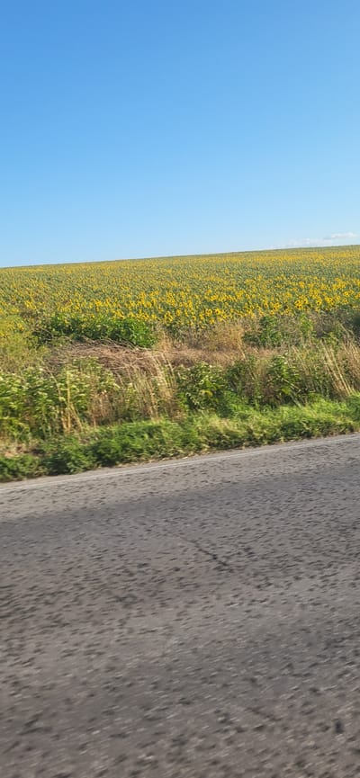 The image depicts a rural landscape with a vast field of sunflowers under a clear blue sky. In the foreground, a paved road, possibly with a white line, is visible, showing signs of wear and possibly some moisture. Beyond the road, a strip of dry grass and green foliage separates it from the expansive sunflower field. The sunflowers are predominantly yellow, facing upwards towards the sky, creating a textured carpet of color that stretches towards the horizon. The scene suggests a sunny day in the countryside, likely during the blooming season of sunflowers. The location is identified as Kozar Belene, Bulgaria. There are no people or animals visible in the image.