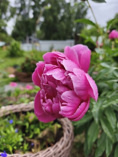 A close-up, eye-level shot captures a vibrant pink peony bloom, glistening with raindrops, in the foreground. The flower is partially obscured by a woven basket filled with green foliage and small blue flowers, positioned in the lower left quadrant. The background is a softly blurred garden scene, featuring more green foliage, trees, and a white fence. The sky appears overcast, suggesting a humid or post-rain atmosphere. The location is identified as посёлок Зверосовхоза, Russia.