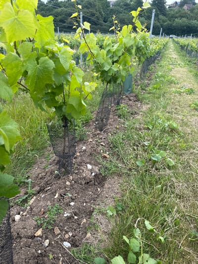 This image depicts a vineyard in Canterbury, United Kingdom. In the foreground, young grapevines are supported by stakes and wires, with black mesh guards around their bases. The ground is a mix of dark soil and gravel, with patches of green grass and weeds. In the background, rows of grapevines extend into the distance, flanked by trees and houses. A white car is visible on a path running alongside the vineyard. The sky is overcast, suggesting a temperate climate.