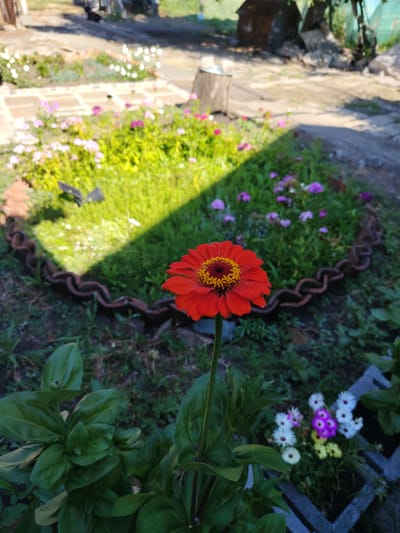 The image depicts an outdoor scene in the city of Kozare, Bulgaria. In the foreground, a single, vibrant red zinnia flower stands tall on a green stem, its petals fanned out around a yellow and dark red center. To the left and bottom of the zinnia, lush green leaves create a dense foliage. In the midground, a flowerbed is outlined by a rustic, dark brown chain that curves around its edge. Within this flowerbed, various small flowers bloom in shades of pink and purple, interspersed with green foliage. A significant portion of the flowerbed is covered by a stark shadow. In the background, the environment appears to be a yard or garden with a dirt path, some scattered white flowers, a wooden stump, and a dilapidated structure, possibly a shed, with a rusted roof. The overall scene suggests a rural or semi-rural setting with a focus on a garden.