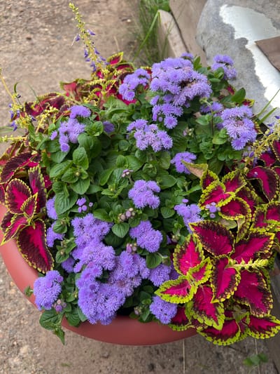 The image shows a close-up of a planter filled with a mix of flowering plants and foliage. The primary flowers are clusters of small, fuzzy, lavender-purple blossoms, likely Ageratum. Interspersed with these are plants with vibrant, variegated leaves, featuring shades of deep magenta, dark burgundy, and bright lime green edges, characteristic of certain Coleus varieties. There are also a few slender stalks with tiny purple flowers and green buds, possibly a type of Salvia or similar flowering plant. The planter itself is a wide, reddish-brown container, partially visible at the bottom and sides. The background consists of a rough, gravelly surface, possibly a pathway or ground in an outdoor setting, with hints of dry grass and some blurred, light-colored objects, one of which appears to be a wooden fence post or piece of lumber. The lighting suggests it is daytime, with soft shadows indicating an overcast sky or diffused sunlight. There are no people visible in the image, and the focus is entirely on the arrangement of the plants within the planter. The location is identified as Нестюково, Russia.
