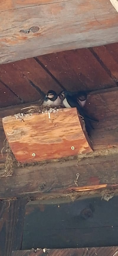 The image shows a bird's nest built on a wooden structure, likely under the eaves of a building. Two barn swallows are visible in the nest. The nest is made of mud and grass and is attached to a piece of wood. The wooden structure appears to be old and weathered, with visible grain and some moss or other organic material growing on it. The background is out of focus but appears to be more wooden planks. The scene is set in Saula, Estonia.