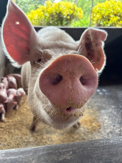 The image captures a close-up scene within a pig enclosure in Quimbaya, Colombia. The primary subject is a light-colored adult pig, facing the viewer directly, with its pink snout prominently displayed in the foreground, covered in yellowish granular feed particles. Its two nostrils are distinct, and a small opening is visible below them, indicating its mouth. Large ears extend upwards and outwards from the head; the pig's left ear (viewer's right) exhibits a small, circular hole. In the blurred mid-ground to the left, several small, pink piglets are visible on a ground surface covered in a similar yellowish granular material. A dark gray, concrete-like barrier runs horizontally across the bottom edge of the frame. The background features blurred, bright green and yellow foliage, suggesting an outdoor or semi-enclosed environment with natural light. No human subjects are present.