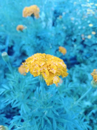 A close-up, shallow depth of field photograph showcases a vibrant yellow marigold flower in the foreground. The flower's petals are detailed and ruffled, with some areas appearing slightly pinkish or light orange. To the left of the main flower, a bud is visible, still closed. In the blurred background, other out-of-focus yellow marigolds and green foliage are present. The entire scene has an intense cyan hue, suggesting an artistic filter or processing has been applied, drastically altering the natural colors of the flora and environment. The image does not contain any people, structures, or specific landmarks that would indicate a location in Krasnopolye, Russia. The subject matter is purely botanical, focusing on the marigold and its surrounding plant life.