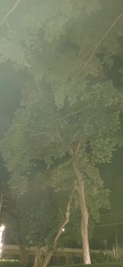 The image depicts a nighttime scene dominated by lush green foliage, likely from large trees with dense canopies. The lighting is dim and appears to be artificial, casting a greenish-yellow hue over the entire scene. The foreground features the trunks and branches of several trees, with leaves obscuring much of the background.
In the mid-ground, the outline of a building with dark windows is visible, partially obscured by the trees. Some low-lying greenery, possibly bushes or hedges, is present in front of the building. The upper portion of the image is filled with the leaves and branches of the trees, creating a textured canopy.
In the far background, faint horizontal lines suggest power lines or similar infrastructure. A blurry, bright light source is visible on the left side of the image, which could be a streetlamp or decorative lighting. Another small, blurred light source is visible in the middle-right area of the image. The overall atmosphere is dimly lit and somewhat hazy, creating a slightly diffused effect. The scene appears to be an outdoor area, possibly a park, garden, or street lined with trees in a city setting. Without additional context, the specific location within Ao Wiang Wan cannot be determined from the visual information alone. There are no people or animals clearly visible in the image.