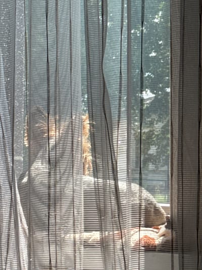 The image depicts a scene viewed through a window partially obscured by dark, translucent window coverings. These coverings appear to be vertical fabric panels or blinds, characterized by prominent horizontal striations and varying translucency, allowing filtered light and shapes from outside to pass through.
In the midground, positioned on a light-colored window sill, is an animal, largely obscured but identifiable by its light-colored, possibly blonde or tan, fur. The animal appears to be lying down, facing left, with its head and portions of its body visible. Its fur in the head/mane area appears somewhat ruffled or spiky. Beneath the animal, on the window sill, is bedding or a blanket exhibiting patterns in reddish-brown and lighter tones.
The background, visible through the gaps and translucent sections of the window coverings, reveals an outdoor environment dominated by green foliage, consistent with trees or dense bushes. Bright spots suggest sunlight filtering through the leaves, indicating daytime. No specific architectural details, landmarks, or identifying features are discernible in the background to confirm a precise geographical location. The image does not contain any visual information to verify the location as the city of Muravlynka, Ukraine.