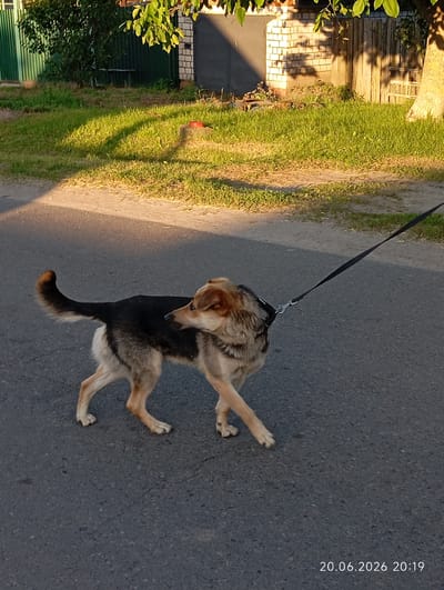 In the foreground, a medium-sized dog with tan and black fur walks on an asphalt road, looking to its right. The dog is wearing a harness and is attached to a black leash that extends out of frame. The dog's tail is curved upwards. The background features a grassy area with shadows cast by trees, a green fence, and a brick building with a wooden fence. The scene appears to be in a residential area, possibly on a street in the Урыцкі сельскі Савет, Belarus, given the architectural style of the building and the vegetation. The lighting suggests it is late afternoon or early evening. A date and time stamp "20.06.2026 20:19" is visible in the bottom right corner of the image.
