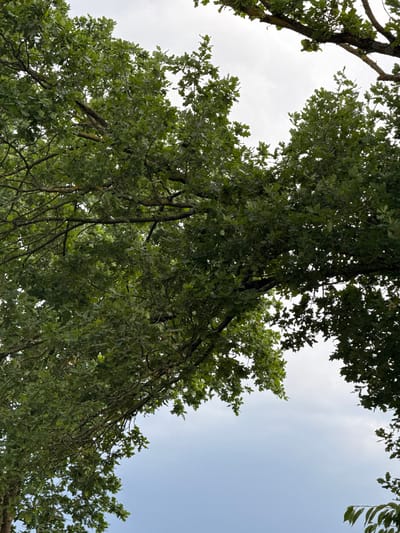 The image is a low-angle shot looking up into the canopy of a large deciduous tree, likely an oak, with its branches and green leaves filling the majority of the frame against a light gray, overcast sky. The tree's rough bark and numerous branches are visible, some covered in moss or lichen, creating a dense, textured pattern. The leaves are lush and appear healthy, with varying shades of green indicating depth and density within the foliage. The sky is uniformly pale, suggesting a cloudy day. There are no people, animals, or man-made structures clearly discernible within the scene, giving it a natural and somewhat secluded feel. The perspective suggests the viewer is standing directly beneath the tree.
This photograph was taken on the grounds of the Bundesstadt Sankt Augustin, Germany.