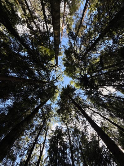 The image presents an upward-looking view into the dense canopy of a forest, creating an immersive perspective from below the trees. Tall, slender evergreen trees, likely conifers due to their dark, needle-like foliage, dominate the scene. Their dark trunks and branches reach skyward, forming intricate patterns and silhouettes against the bright sky.
Patches of clear, vibrant blue sky are visible through the gaps in the canopy, indicating daytime conditions. Sunlight filters through the leaves, illuminating parts of the foliage with bright green hues, while other sections of the trees remain in deep shadow, adding depth and contrast. A few wispy white clouds are scattered across the blue sky.
The perspective emphasizes the height of the trees, with trunks appearing to converge towards the center or radiating from the edges of the frame. The scene is still, capturing the tranquility of a natural environment. There are no visible people, objects beyond the natural elements, or discernible activities taking place. The weather is clear and sunny. This forest scene is located in Virši, Latvia. No text is visible in the image.