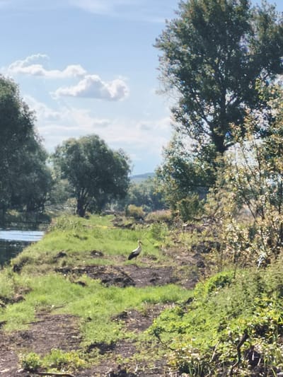 The image shows a body of water on the left, with a grassy bank and several trees in the background. A single white bird with black wingtips stands on the grassy bank. The sky is blue with some white clouds. The overall scene is natural and serene, possibly a park or nature reserve. The location is not specified in the image.