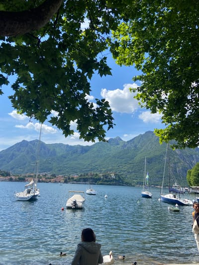 The scene depicts a view from the shoreline of Lake Como in Lecco, Italy. A large leafy tree occupies the left of the frame, partially obscuring a blue sky with scattered clouds. In the background are green, mountainous slopes descending towards the lake. Several sailboats are moored in the water, and part of the city of Lecco is visible along the shoreline at the foot of the mountains. A person is partially visible on the right edge of the frame, looking at the lake. Ducks and a swan are swimming in the lake near the shore.