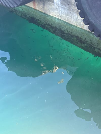 This media file shows a school of small fish swimming in clear, green water, likely near a pier or dock, given the presence of a textured, weathered surface bordering the water. The water is clear enough to see the fish distinctly, with some shadows and reflections present. Above the water, a dark, textured object with a ridged edge is visible on the left side of the frame, possibly part of a boat or structure. The overall scene suggests an outdoor environment, possibly a harbor or coastal area. There is no visible text. The time of day appears to be daytime, with bright lighting indicated by the reflections on the water. The water's color suggests it is either clear or has algae present, and the sunlight filtering through the water creates a vibrant green hue. The image is captured from a slightly elevated perspective looking down into the water.