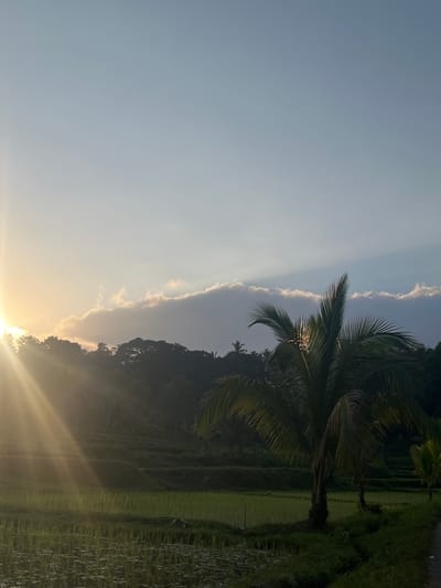 A tropical landscape at sunset, likely in Tetebatu, Indonesia, is depicted. The sun, partially obscured by clouds, casts golden rays across the scene from the left. Lush green rice paddies, with terraced fields visible on the hillside, dominate the foreground and midground. A mature palm tree stands prominently in the right-center of the frame, its fronds catching the sunlight. In the background, dense foliage forms a dark, rolling hillside under a sky transitioning from pale blue to hues of orange and yellow near the horizon, with wispy clouds illuminated by the setting sun. The overall atmosphere is serene and natural.