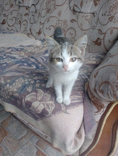 A kitten is sitting on a patterned sofa. The kitten has white fur with grey tabby markings on its head and back. It has large, expressive yellow eyes and long white whiskers. The kitten is looking directly at the camera with a curious expression.
The sofa has a busy, floral-like pattern in shades of brown and beige. The kitten is sitting on a section of the sofa that is covered with a patterned throw blanket, featuring designs in blue, white, and brown. The background shows the backrest of the sofa, which has a textured, ribbed fabric. To the right of the kitten, part of the armrest of the sofa is visible, upholstered in a similar textured fabric. The floor in front of the sofa is tiled with large, irregularly shaped tiles in shades of brown and grey.
The lighting appears to be natural, suggesting it is daytime. The overall scene is domestic and casual. There is no visible text in the image. The kitten appears to be the sole subject, and the image captures a moment of calm observation. The location context provided is Kasumkent, Russia.