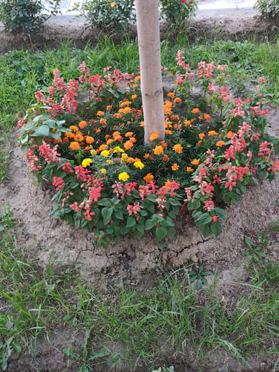 A close-up, eye-level, full-shot photograph captures a cluster of vibrant flowers planted around the base of a tree. The scene is set outdoors, with the tree trunk prominently positioned slightly left of center, its rough, light-brown bark contrasting with the soft textures of the surrounding vegetation. The flowers are arranged in a circular bed around the tree, creating a colorful border.
The flower bed features a mix of species. Red and pink salvia-like flowers are the most prominent, with their tall, spiky blooms forming a dense ring. Interspersed among them are bright orange marigolds, their classic daisy-like petals adding a cheerful contrast. A few small, yellow flowers, possibly small marigolds or another variety, add touches of a different hue. Lush green foliage forms the base of these flowering plants, with broader leaves visible, particularly on the left side of the frame.
The ground around the flower bed is dry and cracked earth, interspersed with patches of green grass. Some of this grass appears thin and sparse, while other areas are denser. In the background, more greenery and foliage are visible, suggesting a garden or park setting. The lighting appears natural, suggesting daylight, though no specific time of day can be determined. The overall mood is one of natural beauty and tranquility. There is no visible text in the image. The location is identified as Panjakent, Tajikistan.