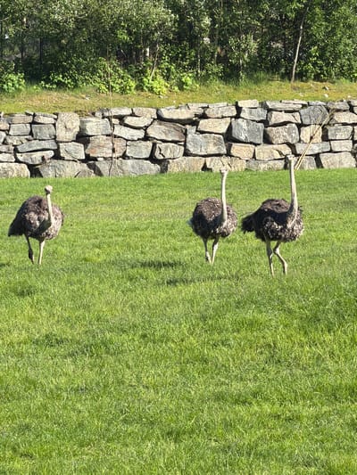 The image displays an outdoor enclosure at Dyreparken i Kristiansand, Norway, under bright daylight. Three ostriches (Struthio camelus) are depicted walking across a well-maintained, vibrant green grass field. The ostrich on the left is positioned forward-left, facing generally right, with its left leg raised in mid-stride. The central ostrich is oriented towards the right, its legs in motion, suggesting forward movement. The third ostrich, located on the right side of the frame, also moves towards the right, with its right leg lifted. All three ostriches exhibit brown and grey plumage characteristic of the species. A low, dry-stacked stone wall, constructed from irregularly shaped grey and brown stones, runs horizontally across the midground, separating the grassy field from the background. Behind this stone wall, a dense line of lush green deciduous trees and bushes forms the backdrop. The scene is illuminated by strong sunlight, indicating clear weather conditions.