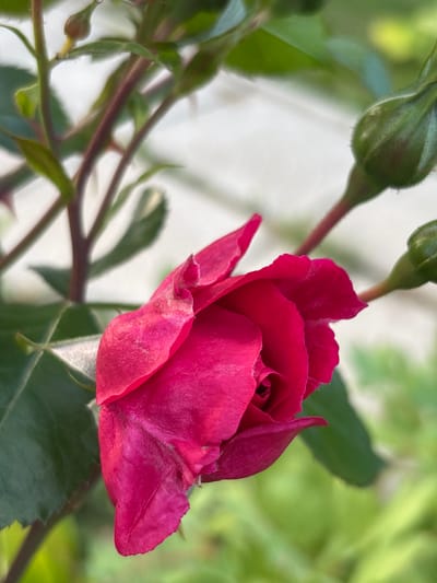 This is a close-up, eye-level, outdoor photograph of a deep pink rose bloom. The rose is partially open, revealing its tightly furled center. The petals are velvety and have a slight shimmer, with some showing subtle signs of age or slight damage along their ruffled edges. The rose is on a stem that is angled from the left side of the frame towards the right. There are several green rosebuds and leaves visible in the background, as well as thorns on the stem. The background is softly blurred, with a mix of light and dark green foliage and a bright, out-of-focus white area, possibly a wall or a bright sky. The lighting suggests it is daytime, likely with diffused sunlight, as there are no harsh shadows. The overall impression is one of natural beauty and the delicate stage of a blooming flower. The location context is Yermolino, Russia. No people, text, or specific events are depicted.
