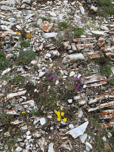 This is a high-angle, medium shot of a rocky, barren landscape with sparse vegetation and small wildflowers. The ground is covered with light-colored rocks, some of which have orange and black lichen. There are small clumps of green grass and a few yellow and purple wildflowers scattered throughout the scene. The overall impression is one of rugged, natural beauty. The location is the city of Khurai-Nur, Russia, and the image was taken outdoors.