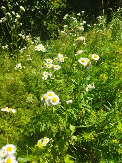The image captures a close-up view of a sun-drenched meadow filled with numerous small, white daisy-like flowers with yellow centers. These flowers are in various stages of bloom, with some fully open and others still budding. They are interspersed with tall, green stems and a variety of other wild grasses and foliage, creating a natural, somewhat wild landscape. The background is a soft blur of green, suggesting a dense growth of plants and trees. The lighting indicates it is daytime, likely a sunny afternoon, casting bright highlights on the petals and leaves. The overall impression is one of a peaceful, natural setting, possibly a roadside verge or a undeveloped patch of land within the city of Кіраўскі сельскі Савет, Belarus.