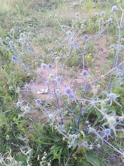 The image depicts a close-up, eye-level view of a flowering plant with spiky blue-green flower heads and thin, purple stems. The plant is situated outdoors in an area with dry, cracked earth and sparse green and dry grass. In the background, more grass and patches of bare earth are visible. The overall impression is of a wild, untended natural setting. The location is identified as Қараөткел, Kazakhstan. There are no people, animals, or any human-made structures or objects in the immediate vicinity of the plant. The lighting suggests it is daytime, possibly late afternoon or early morning due to the soft light and muted colors.