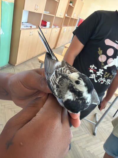 A black and white bird with a long tail is being held in two hands. The hands are a dark skin tone and appear to belong to a person wearing a black t-shirt with Japanese writing and pink circles. In the background, there are light-colored wooden cabinets with doors and shelves, a green wall on the left, and a metal chair. The floor has a light wood pattern. The scene appears to be indoors, possibly a classroom or office environment. There is no specific indication of the location being in Dinkata, Bulgaria.