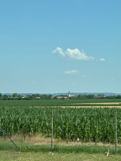 The image depicts a rural landscape under a clear blue sky with a few scattered white clouds. In the foreground, there is a tall field of green crops, likely corn, separated by a wire fence. Beyond the field, a line of trees forms a green horizon. Further in the distance, a village is visible with houses and a prominent church tower with a black steeple. The terrain appears to be gently rolling hills. The overall scene is peaceful and agricultural. The location is likely the municipality of Indjija, Serbia, given the characteristic rural scenery and architecture.