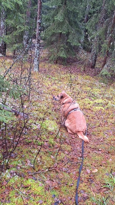 An image taken in a forest near Petriškė, Lithuania, depicts a medium-sized, tan-colored dog seated on a forest floor. The dog is positioned facing left and slightly upwards, its head turned to observe an unseen point of interest. It is wearing a dark-colored harness across its shoulders and chest, from which a dark leash extends downwards and out of frame. The ground beneath the dog and throughout the foreground is a mosaic of light green moss, scattered brown deciduous leaves, and sparse, thin, dark-branched undergrowth. Small, irregular patches of white, possibly snow or frost, are visible on the ground cover. The background consists of a dense coniferous forest, primarily composed of spruce or fir trees with dark green needles. Several tree trunks are visible, including one prominent trunk in the mid-ground covered in light grey lichen, and another lighter-barked tree to its left, possibly a birch. Natural, diffused light illuminates the scene, indicating an overcast day or a densely canopied area. No human figures are present.