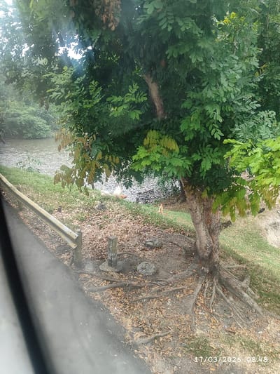 The image displays a roadside scene in Ureña, Venezuela, captured at 08:48 on March 17, 2026. In the foreground, a dark asphalt road surface is partially visible on the far left, bordered by a light-colored metal guardrail. Adjacent to the guardrail, a dirt patch covered with dry leaves and exposed tree roots extends towards the right. A weathered, upright concrete post is embedded in this dirt, with two smaller, rounded concrete or stone objects lying nearby.
Dominating the right side of the frame is a large tree with a textured trunk and dense green foliage, its extensive root system exposed on the leaf-strewn ground. Beyond this immediate area, the terrain slopes down to a calm, brown-tinged body of water, likely a river or stream, which runs across the mid-ground. On the grassy bank next to the water, at least three domestic chickens are present: two appear predominantly white or light-colored, and one exhibits reddish-brown plumage. They are positioned near the water's edge. The far bank of the water body is covered with dense green vegetation. The sky, partially visible through the tree canopy, appears diffused or overcast.
