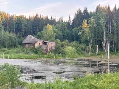 A dilapidated wooden cabin, appearing abandoned and in disrepair, sits near the edge of a swampy body of water. The cabin's roof is partially collapsed, and its wooden walls are weathered and broken. The water is covered in a layer of green algae or scum, with numerous dead tree stumps protruding from its surface. The surrounding environment is densely forested with a variety of trees, including evergreens and deciduous varieties, under a pale, cloud-dusted sky. In the foreground, lush green vegetation and wildflowers grow along the water's edge. The scene is located in Okulov, Russia. There are no people or animals visible in the image.