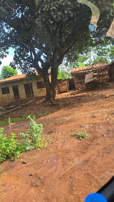 This image captures an outdoor scene in what appears to be a rural or semi-rural setting, likely Shimbi Mashariki, Tanzania. The photograph is oriented vertically (rotated 90 degrees clockwise), showing a broad view.
The primary subject is a large, mature tree with a thick, gnarled trunk and dense green foliage, positioned centrally on the left. Its extensive canopy provides ample shade. Beneath the tree and stretching towards the background are several rustic buildings. One prominent structure on the left has light-colored walls and a reddish-brown roof, with visible dark windows or doorways. Further back and to the right, other smaller, somewhat dilapidated buildings with similar reddish roofs are visible.
The ground covering most of the right and foreground is reddish-brown dirt, indicating unpaved terrain. Scattered patches of green vegetation and small plants break up the earthen expanse. Faint tire tracks are discernible in the dirt, suggesting occasional vehicle movement. The sky is bright and appears clear, visible through the tree's leaves and above the distant structures.
Notable details include the bright daylight, suggesting mid-morning or afternoon, and the overall rustic appearance of the buildings and landscape. A reflection, possibly from a window, is visible in the top-left corner, and a small blue object is partially seen in the top-right corner, hinting that the photo might have been taken from inside a vehicle. There is no visible text in the image. No human activity or specific event is taking place; the scene depicts a quiet, static environment.