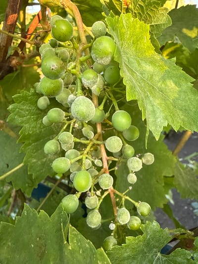 This media file is a close-up, eye-level shot of a cluster of unripe green grapes on a vine, set against a backdrop of lush green grape leaves. The grapes are small and round, with a slightly fuzzy texture, and are still a vibrant green color, indicating they are not yet mature. Some of the grapes show minor imperfections or dark spots, suggesting early signs of disease or damage. The surrounding leaves are large and veined, with some appearing slightly dusty or covered in a light film. The overall scene is one of natural growth and the early stages of fruit development. The lighting suggests it is daytime, possibly late afternoon given the warm tones in some of the highlights. The setting is likely an outdoor vineyard or garden in Piatykhatky, Ukraine, where grapevines are commonly cultivated. There are no people, objects, or visible text present in the image. The focus is solely on the details of the grape cluster and its foliage.