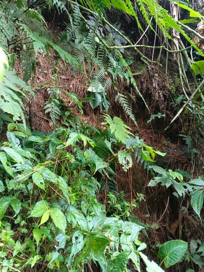 The image displays a dense, overgrown natural environment on an incline in Desa Mburukulu, Indonesia. The scene is dominated by various types of green foliage. In the immediate foreground, numerous broadleaf plants with serrated edges and visible insect damage (holes) are prominent, intertwined with thin, reddish-brown stems or vines. The midground features a dense array of ferns with delicate fronds and other lighter green leafy plants. The background reveals a steep earthen bank or wall, largely covered with dry, brown, fibrous plant matter, possibly roots or decaying vegetation, with darker soil patches interspersed. Several thicker, lighter-colored vertical plant stalks are visible on the upper right side of the embankment. No human presence, animals, or artificial objects are discernible within the frame. The lighting appears diffused, suggesting a shaded or overcast condition.