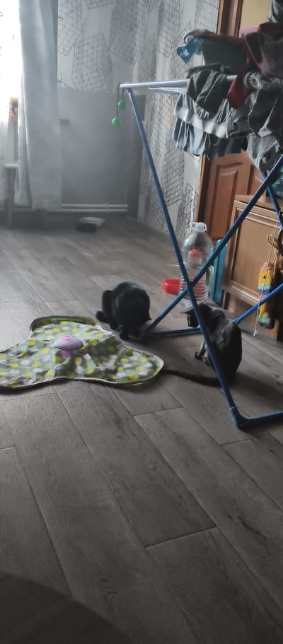 The image depicts an indoor scene with two cats on a wooden floor. One cat, which is black, is positioned on the left side of the image, facing away from the camera, and appears to be playing with a colorful mat. The other cat, a gray tabby, is situated to the right, near a blue drying rack, and is looking towards the black cat. The drying rack is partially covered with clothes. In the background, a large plastic bottle and a red bowl are visible, along with a window covered by a patterned curtain. The overall environment suggests a domestic setting, possibly a living room or a laundry area.