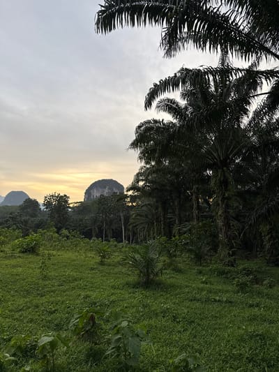 The image depicts a tropical landscape in Ban Nai Sa, Thailand, at dusk. Tall palm trees dominate the foreground, their dark fronds silhouetted against a softly glowing sky. In the background, karst limestone formations rise majestically from a dense forest. The ground is covered in lush green grass and smaller vegetation. The overall impression is one of natural beauty and tranquility.