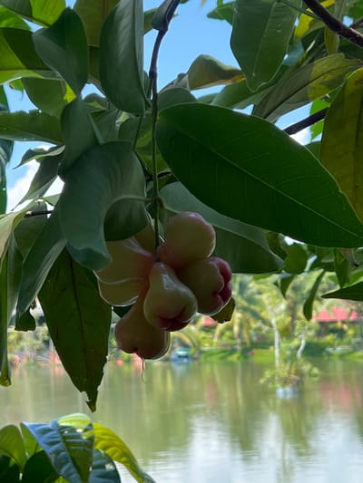 The image shows a close-up view of a cluster of rose apples hanging from a branch, with lush green leaves in the foreground. The rose apples are light pink and have a bell-like shape. In the background, a body of water reflects the surrounding greenery and a clear blue sky with scattered clouds. Beyond the water, palm trees and a building with a red roof are visible, suggesting a tropical or subtropical environment. The scene appears to be located in Suối Tân, Vietnam, possibly a garden or a park setting near a lake or river. There are no people or animals in the image.