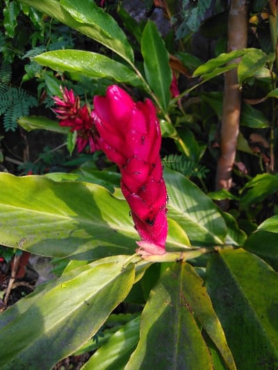 A close-up, outdoor forensic image captured in Mouangkeo, Laos, displays a vibrant red tropical inflorescence, likely a Red Ginger (Alpinia purpurata), positioned slightly right of center. The inflorescence is conical, approximately 15-20 cm in vertical length, composed of tightly packed, waxy, deep crimson bracts. Numerous small, black ants are present on the surface of the red bracts and stem, with multiple tiny water droplets also visible on the red and green plant structures. The inflorescence emerges from a cluster of broad, ovate, glossy green leaves, some exhibiting water droplets and minor imperfections. In the background to the upper left, smaller, feathery green foliage is discernible. To the upper right, a vertical, light brown tree trunk or stem is partially visible. Direct sunlight from the upper right illuminates the scene, creating bright highlights and some shaded areas, indicating an active outdoor environment.