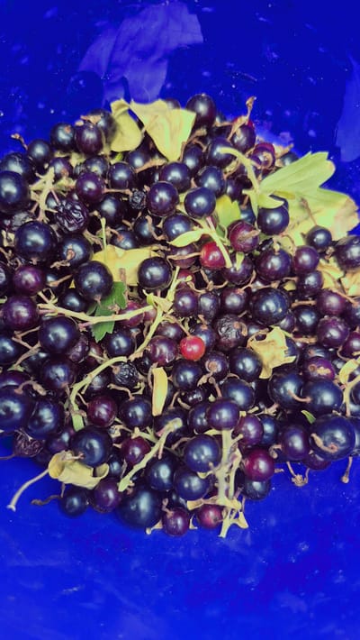 A close-up, overhead shot shows a pile of fresh blackcurrants in a blue container. The berries are deep purple, some with a slight sheen, and are attached to thin, light-colored stems. A few dried, yellowed leaves are scattered amongst the fruit. The surface of the blue container is slightly textured and reflects light in places, suggesting it is made of plastic. The scene is indoors, with no discernible background elements beyond the blue container and the berries. There are no people or animals present. The image does not provide information about the location in the city of Troițcoe, Moldova.