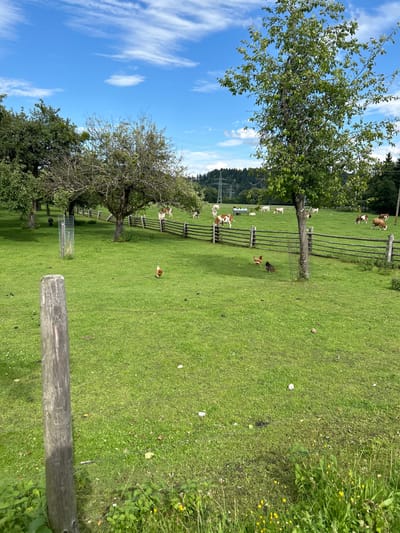 The image presents a sunlit rural landscape in Schongau, Germany, under a clear blue sky with scattered white clouds. The foreground features a weathered wooden post positioned vertically on the left. A expansive green grass field constitutes the mid-ground, occupied by chickens. One light-colored chicken is observed foraging on the left side of this field, while a cluster of three darker chickens is situated on the right.

A multi-strand wooden fence extends horizontally across the mid-ground, separating the immediate foreground from a larger, distant pasture. Several deciduous trees, characteristic of an orchard, are interspersed throughout the mid-ground and background. Notably, a small black piglet is visible near the base of a tree on the mid-left, adjacent to a sapling protected by a wire mesh guard.

Beyond the wooden fence, approximately 15 to 20 dairy cattle, predominantly brown and white or solid white, are seen grazing or standing within the distant pasture. A white trough-like object is also present in this far field. The background reveals a forested hill, above which a large metal lattice power pylon and associated overhead lines are discernible. The entire scene is illuminated by natural daylight.