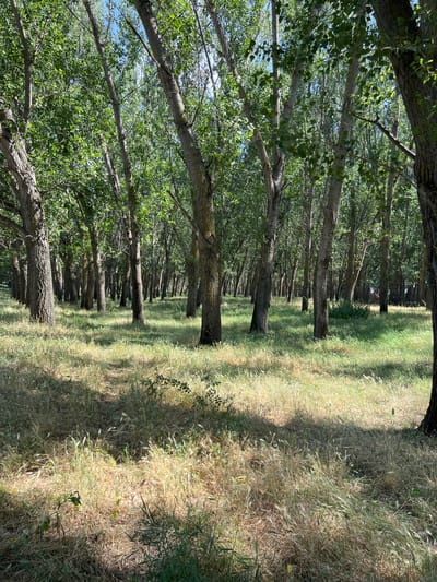 The image depicts a grove of trees with tall, slender trunks and a dense canopy of green leaves. The ground is covered with dry, yellowed grass and patches of greener vegetation. Sunlight filters through the leaves, casting dappled shadows on the forest floor. The scene appears to be in a natural or park-like setting. A small, indistinct figure in red is visible in the distance, suggesting the presence of at least one person. The environment is consistent with a woodland area.