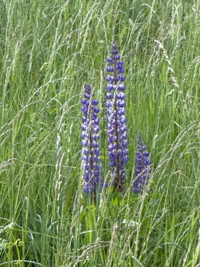 The image depicts a close-up view of a grassy field with several purple lupine flowers. The lupine flowers are arranged in spiky clusters, with the largest cluster in the center of the frame and two smaller ones to its right and left, respectively. The flowers are a vibrant shade of purple, with some white accents on their petals. The surrounding vegetation consists of tall, green grass, with some dry stalks interspersed. The lighting suggests it is daytime, with sunlight filtering through the grass. The image does not contain any people or discernible man-made objects, and no specific location in Lesistoe, Russia is evident beyond it being a natural, outdoor environment. The overall impression is of a wild, natural setting.