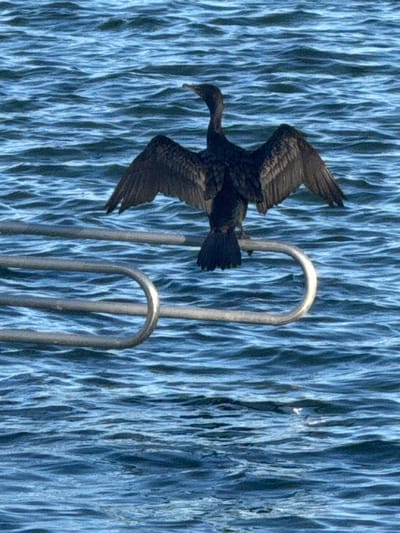 A dark-plumaged cormorant is perched on a metallic railing above rippling blue water. The bird faces away from the viewer, its wings fully extended horizontally and slightly angled downwards, appearing to dry them. Its head is slightly elevated and turned towards the left. The railing consists of two parallel, silver-colored horizontal bars, joined by a U-shaped curved segment in the lower center. The bird rests on the upper horizontal bar. The water surface below is a consistent blue, characterized by numerous small, agitated ripples. This scene is located in Micanopy, United States.